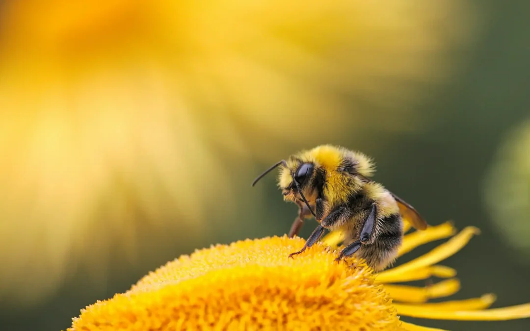🐝✨ Werde Teil vom Auerworld-Team 2026!
