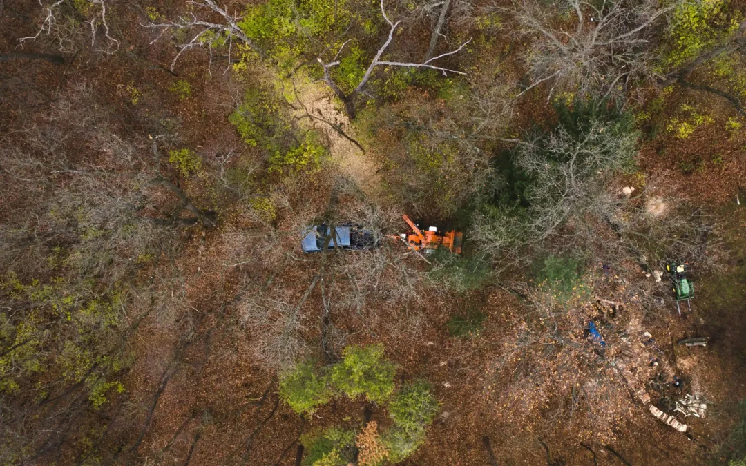 🌿 Baumarbeiten & Arbeitseinsatz: Runde Zwei 🌿