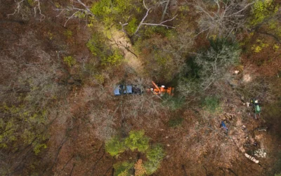 🌿 Baumarbeiten & Arbeitseinsatz: Runde Zwei 🌿