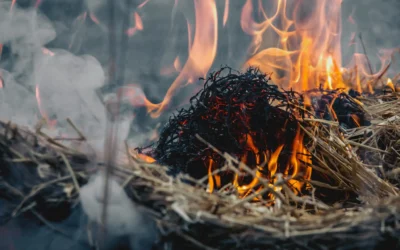 Sicherheit und Gemeinschaft: Umgang mit Feuer auf dem Auerworld Festival